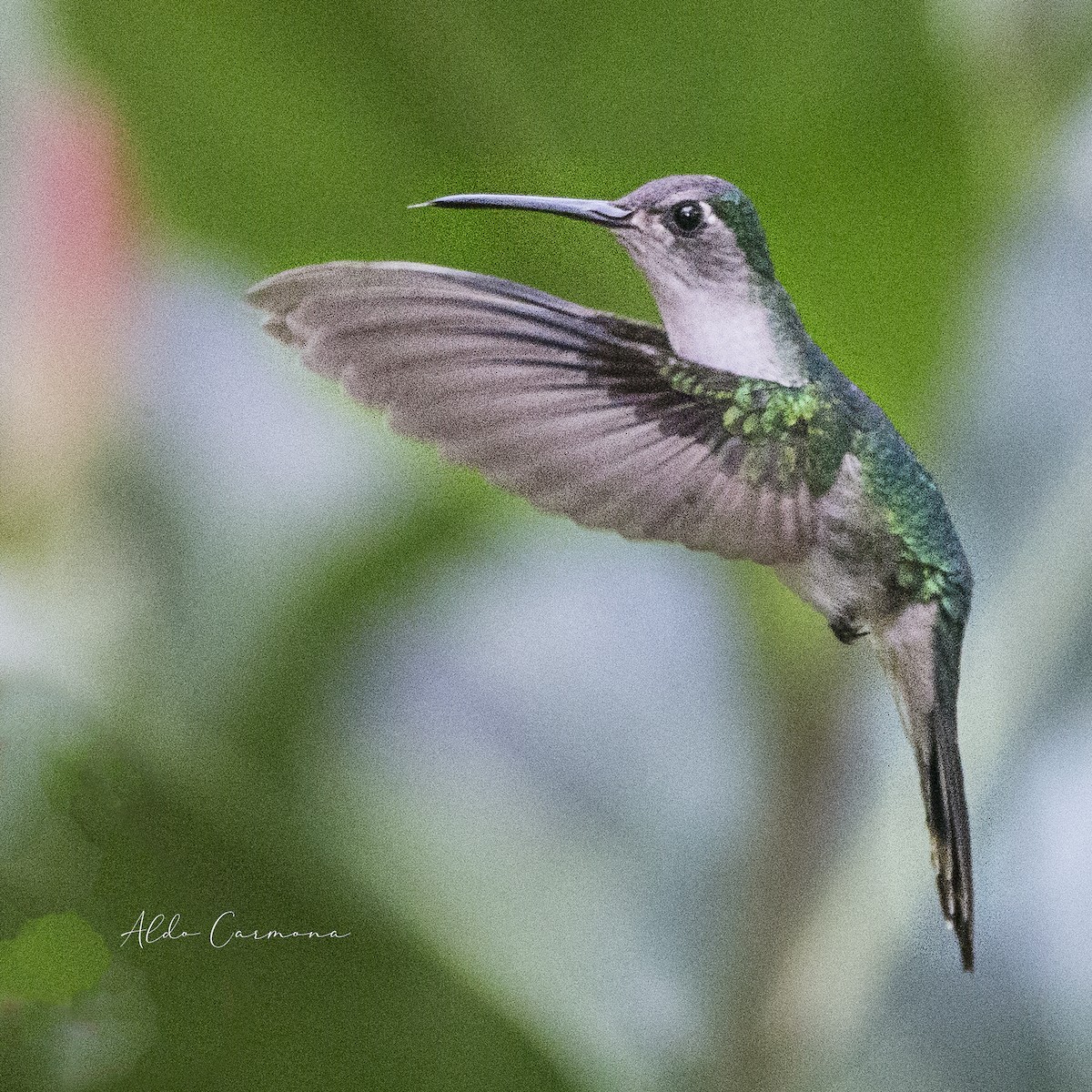 Wedge-tailed Sabrewing (Long-tailed) - ML278204681
