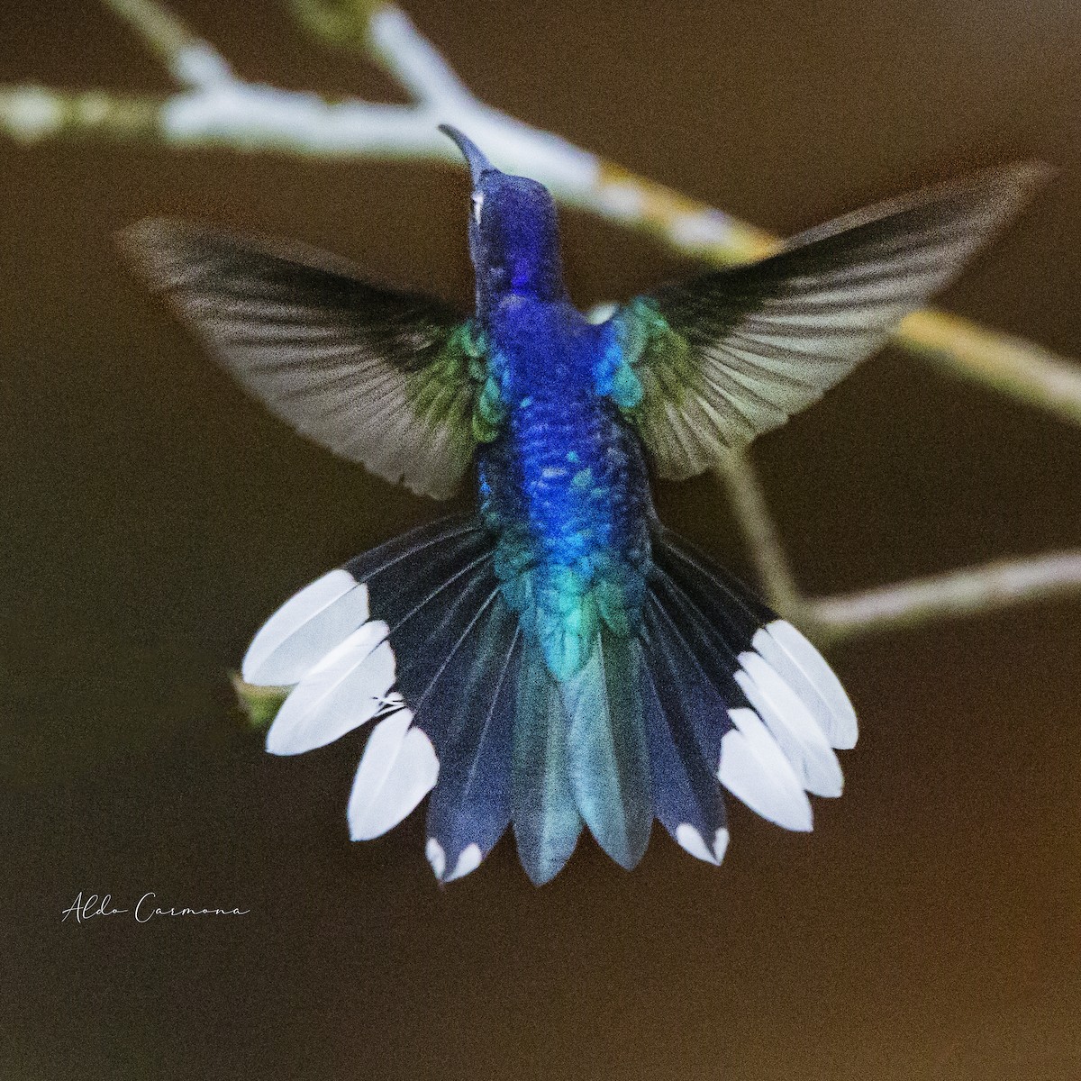 kolibřík fialkový - ML278204841