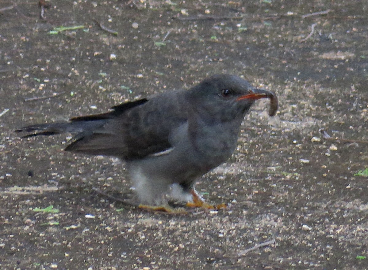 Gray-bellied Cuckoo - ML278208561