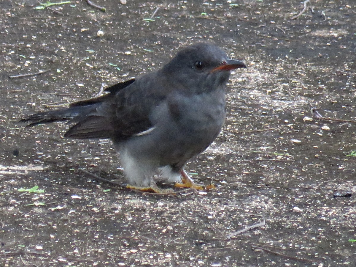 Gray-bellied Cuckoo - ML278208571