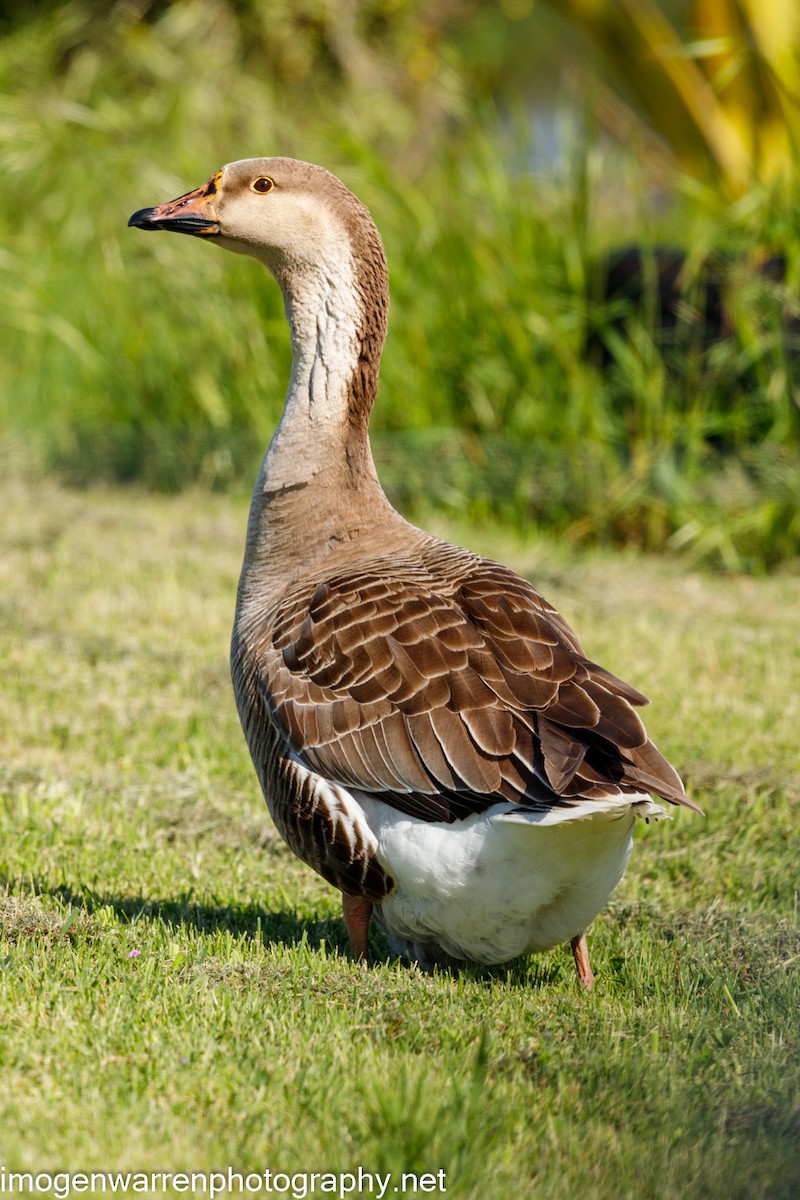 Graylag x Swan Goose (hybrid) - Imogen Warren