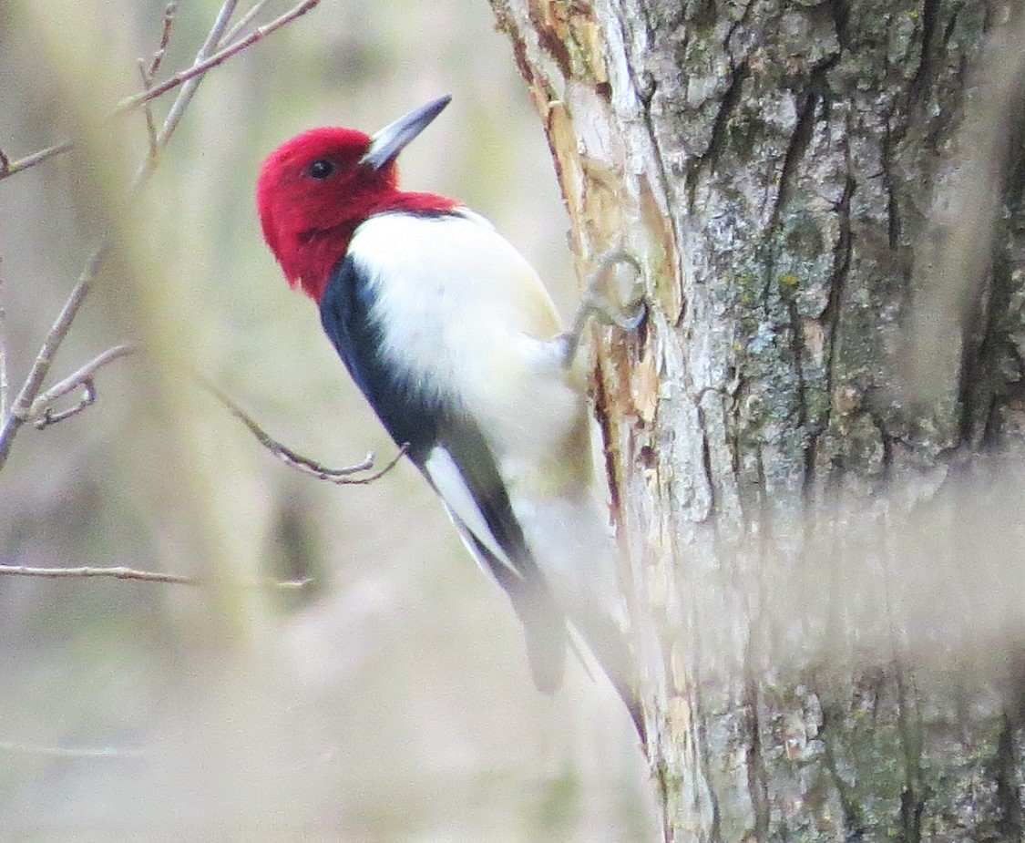 Red-headed Woodpecker - Vivek Govind Kumar