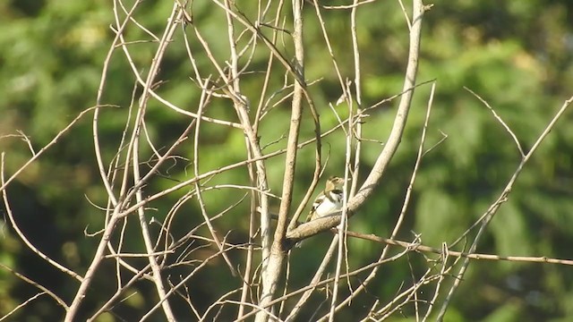 Forest Wagtail - ML278219441
