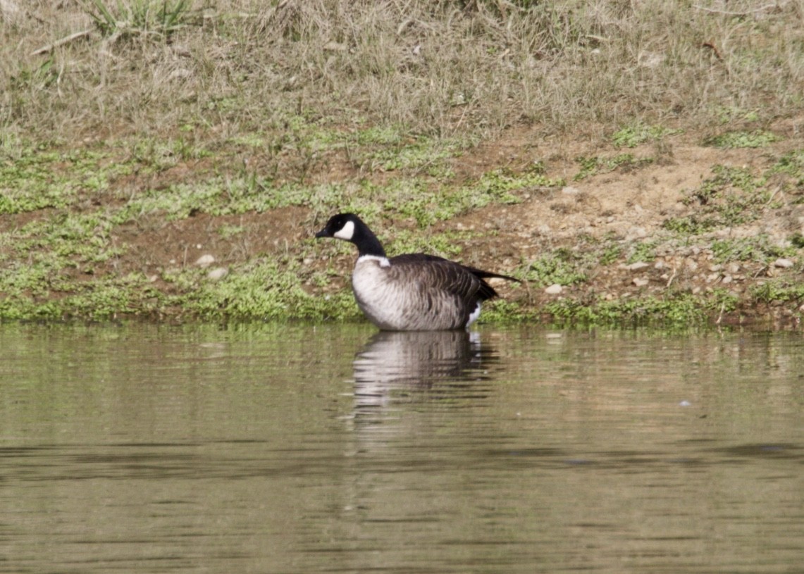 Cackling Goose (Aleutian) - ML278224571