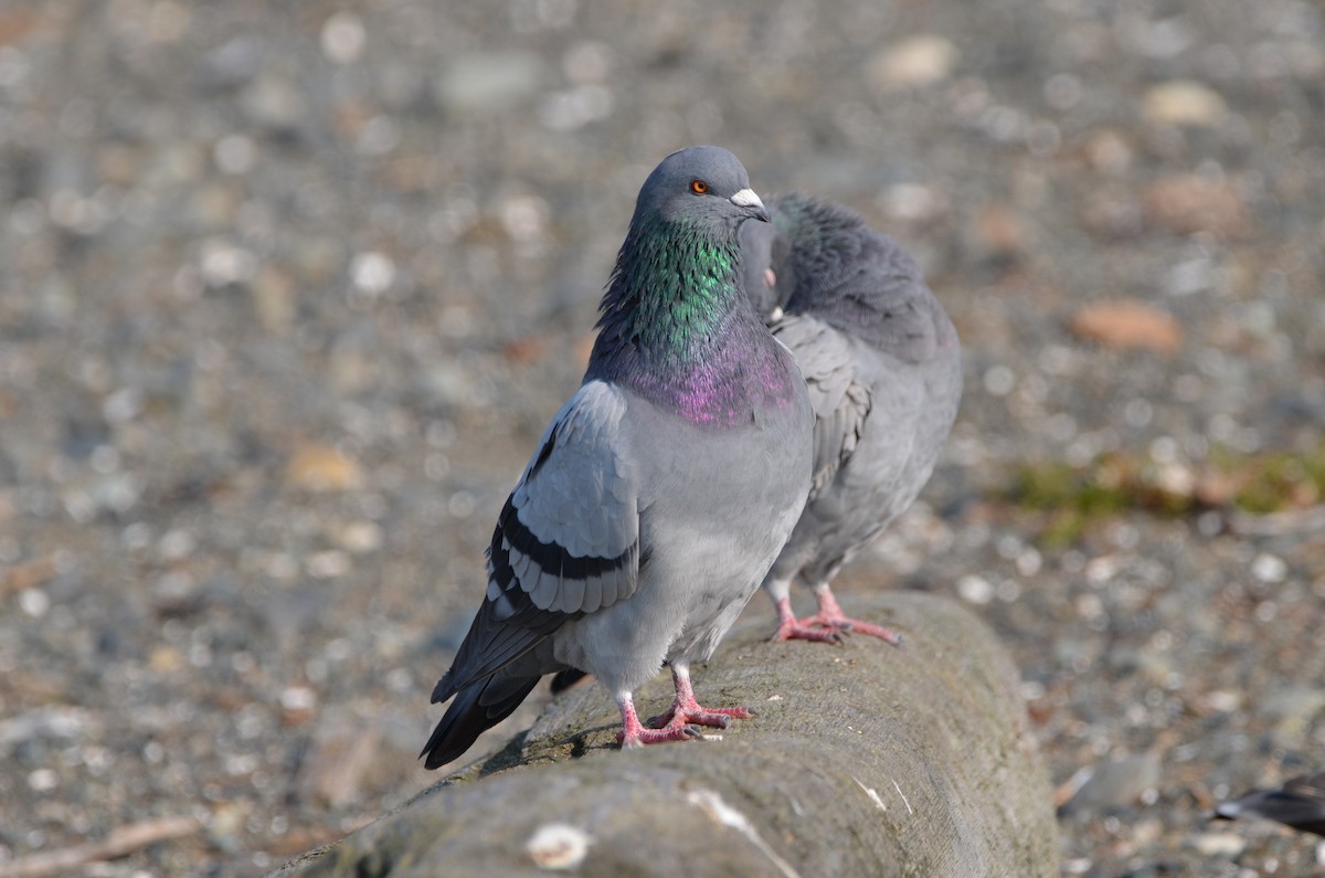 Rock Pigeon (Feral Pigeon) - ML278237971