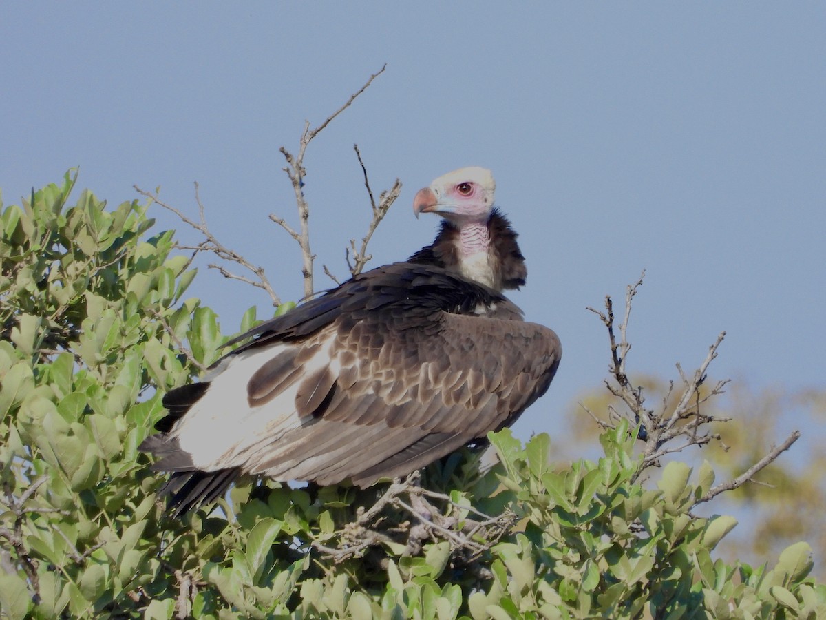White-headed Vulture - GARY DOUGLAS