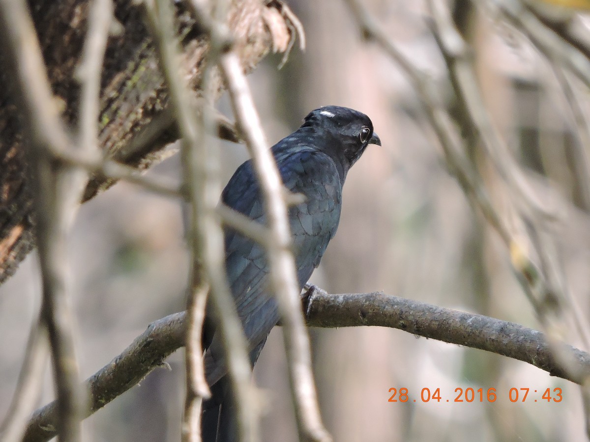 Fork-tailed Drongo-Cuckoo - Mahathi Narayanaswamy