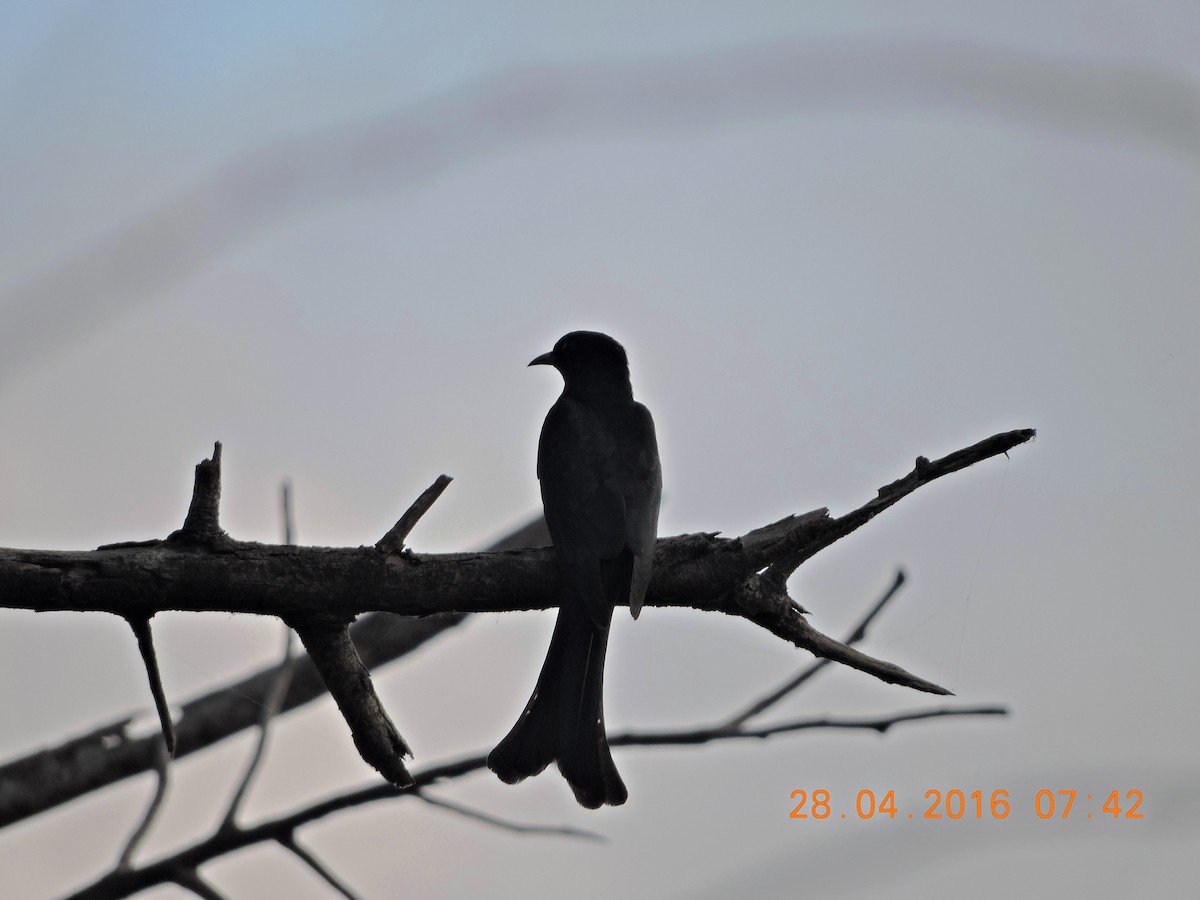 Fork-tailed Drongo-Cuckoo - Mahathi Narayanaswamy