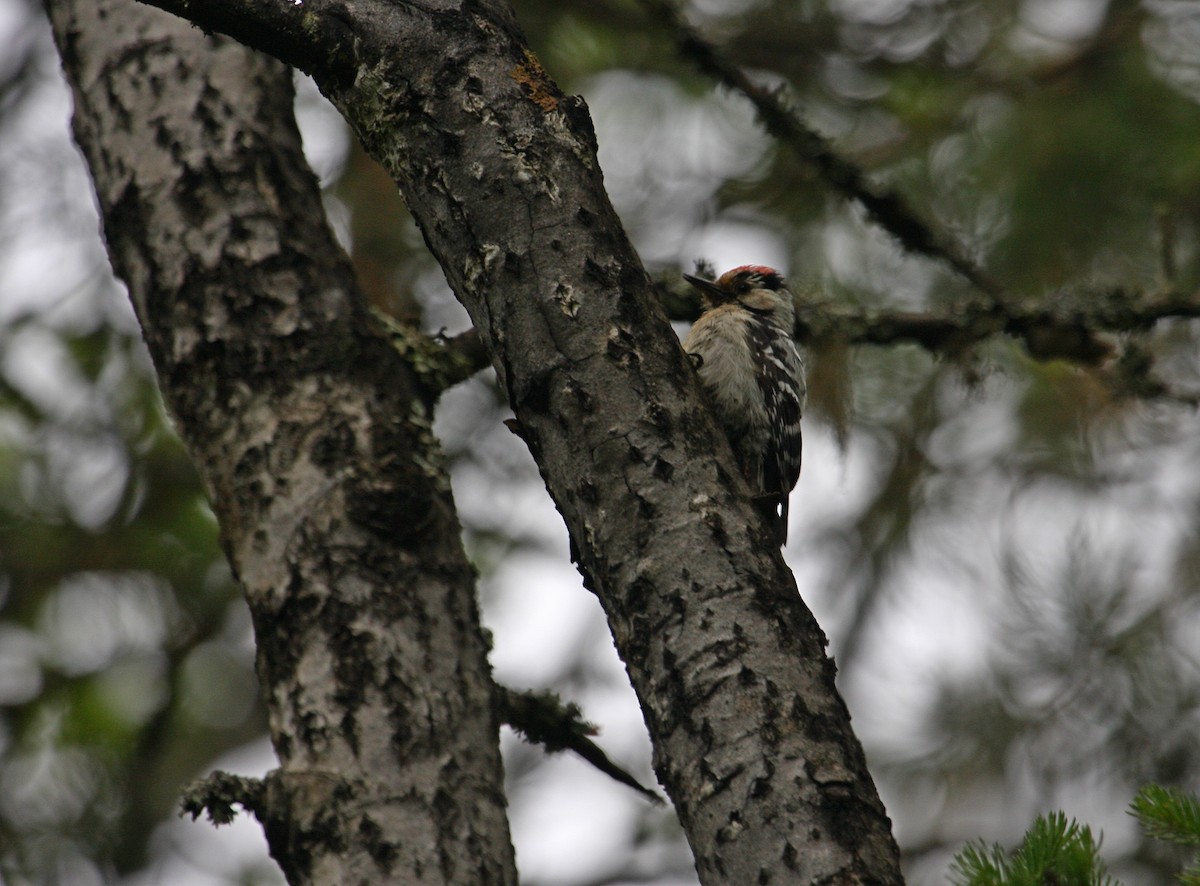 Lesser Spotted Woodpecker - ML278249101