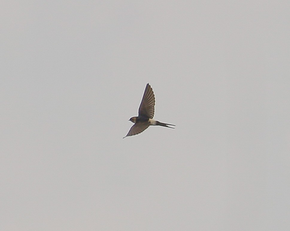 Red-rumped Swallow - ML278257691