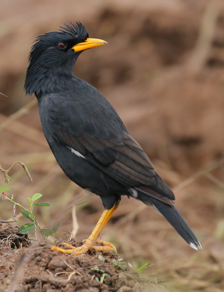 Great Myna - Neoh Hor Kee