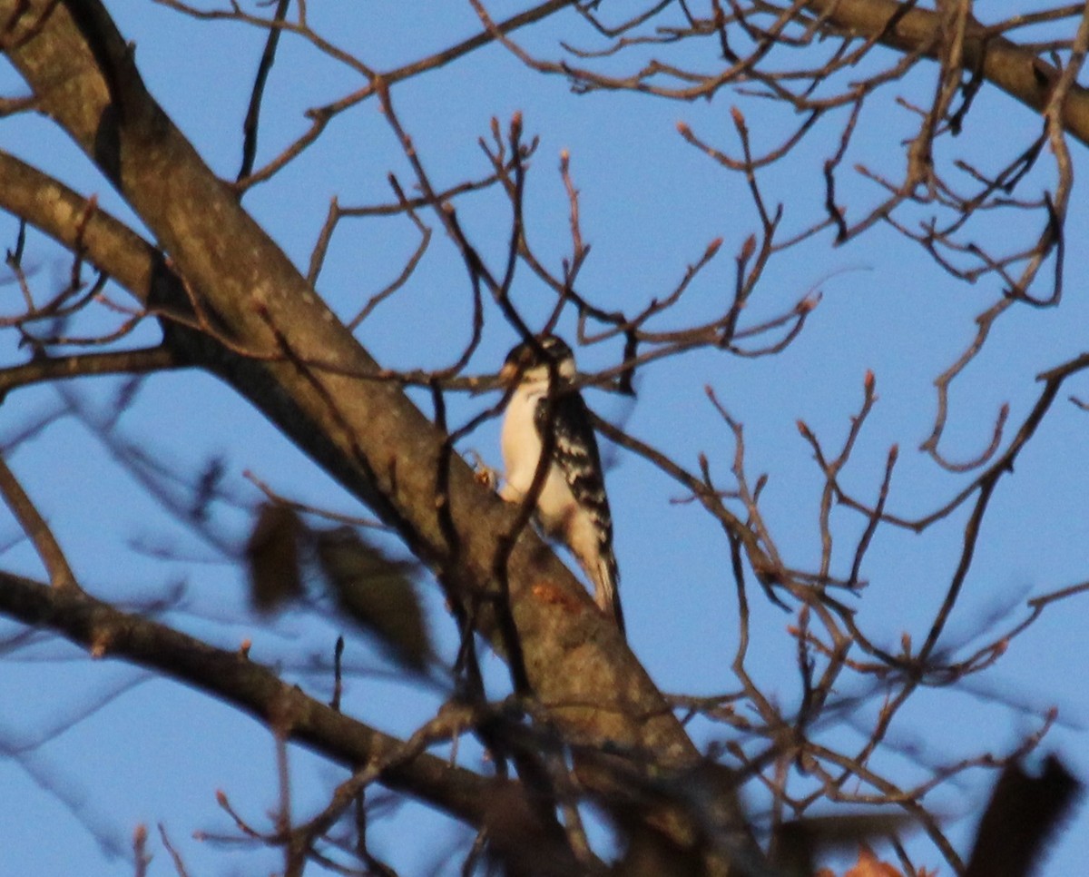 Hairy Woodpecker - ML278259381
