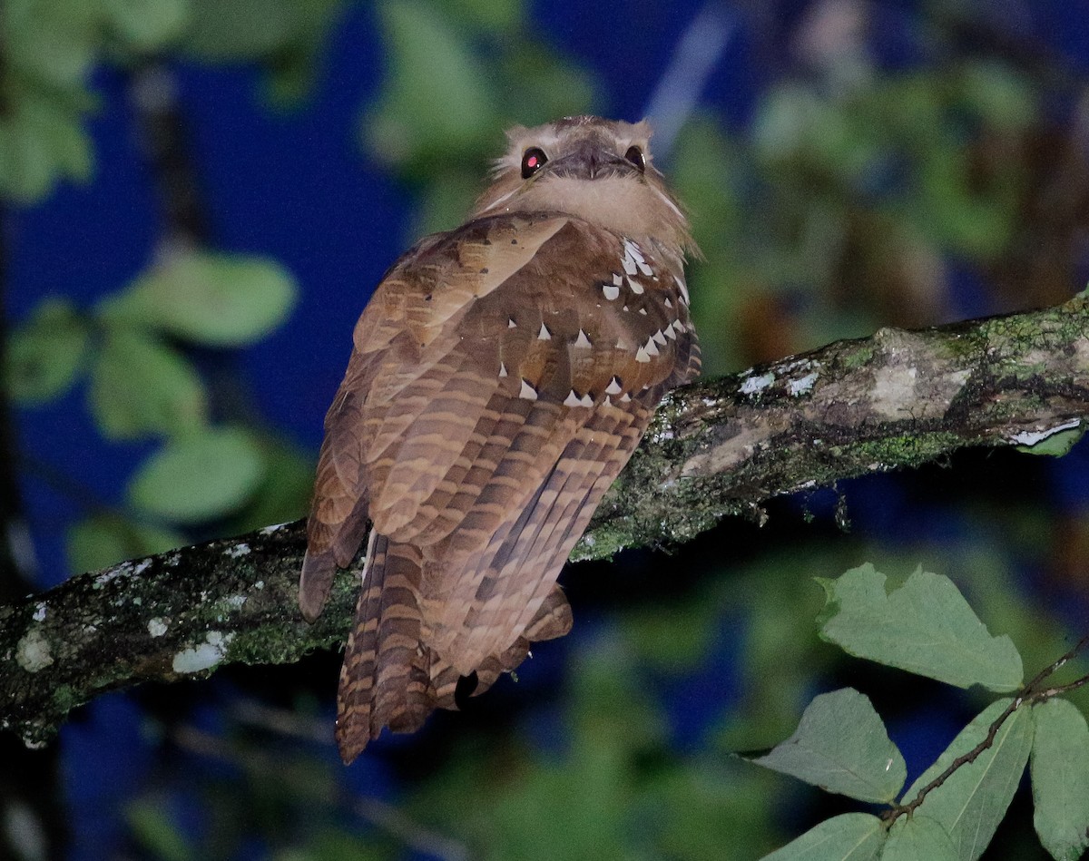 Large Frogmouth - ML278261881