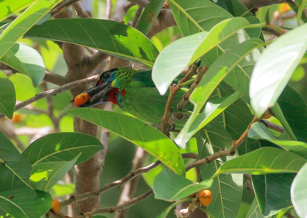 Red-throated Barbet - ML278262061
