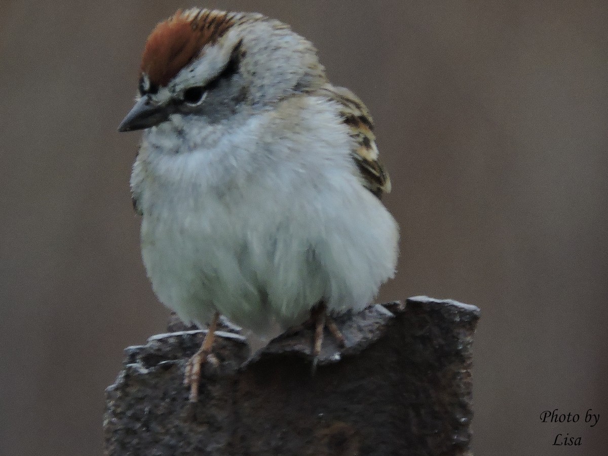 Chipping Sparrow - Lisa Spangenberg