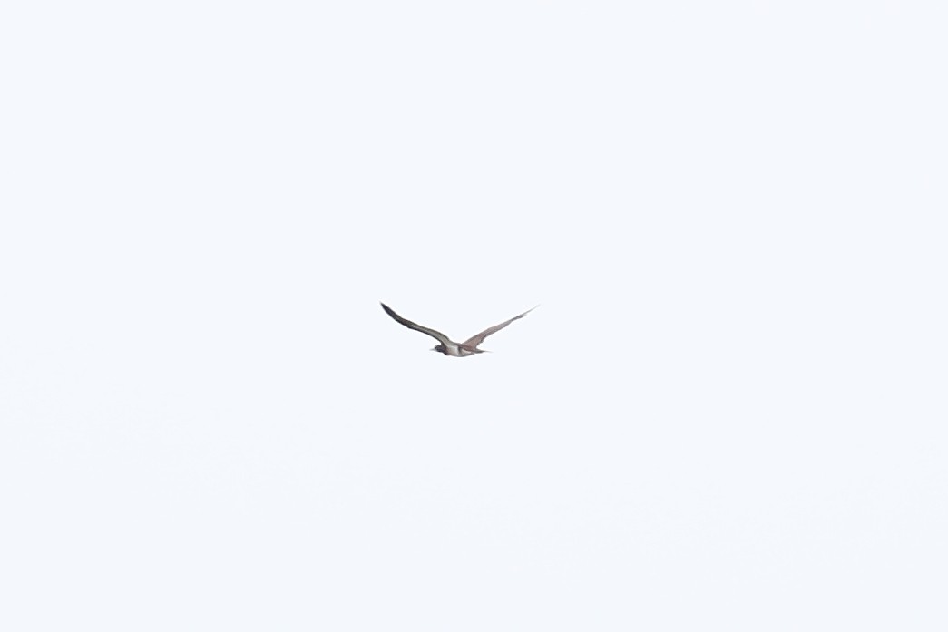 Brown Booby - ML278268381