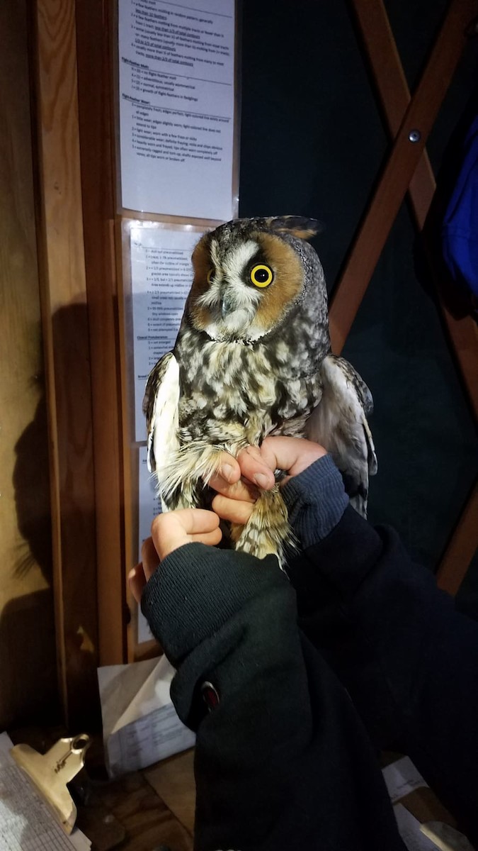 Long-eared Owl - Kyle Lima