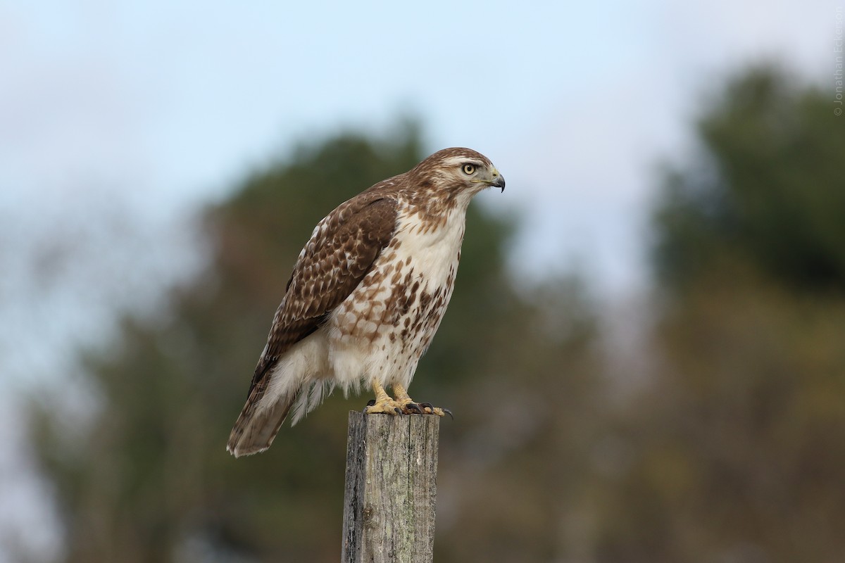 Red-tailed Hawk - Jonathan Eckerson