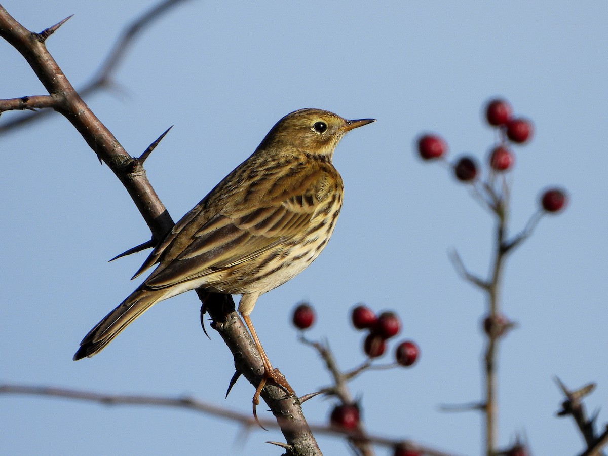Meadow Pipit - ML278278951