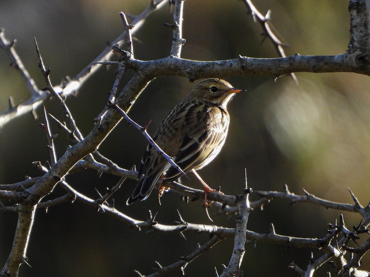 Meadow Pipit - ML278278961
