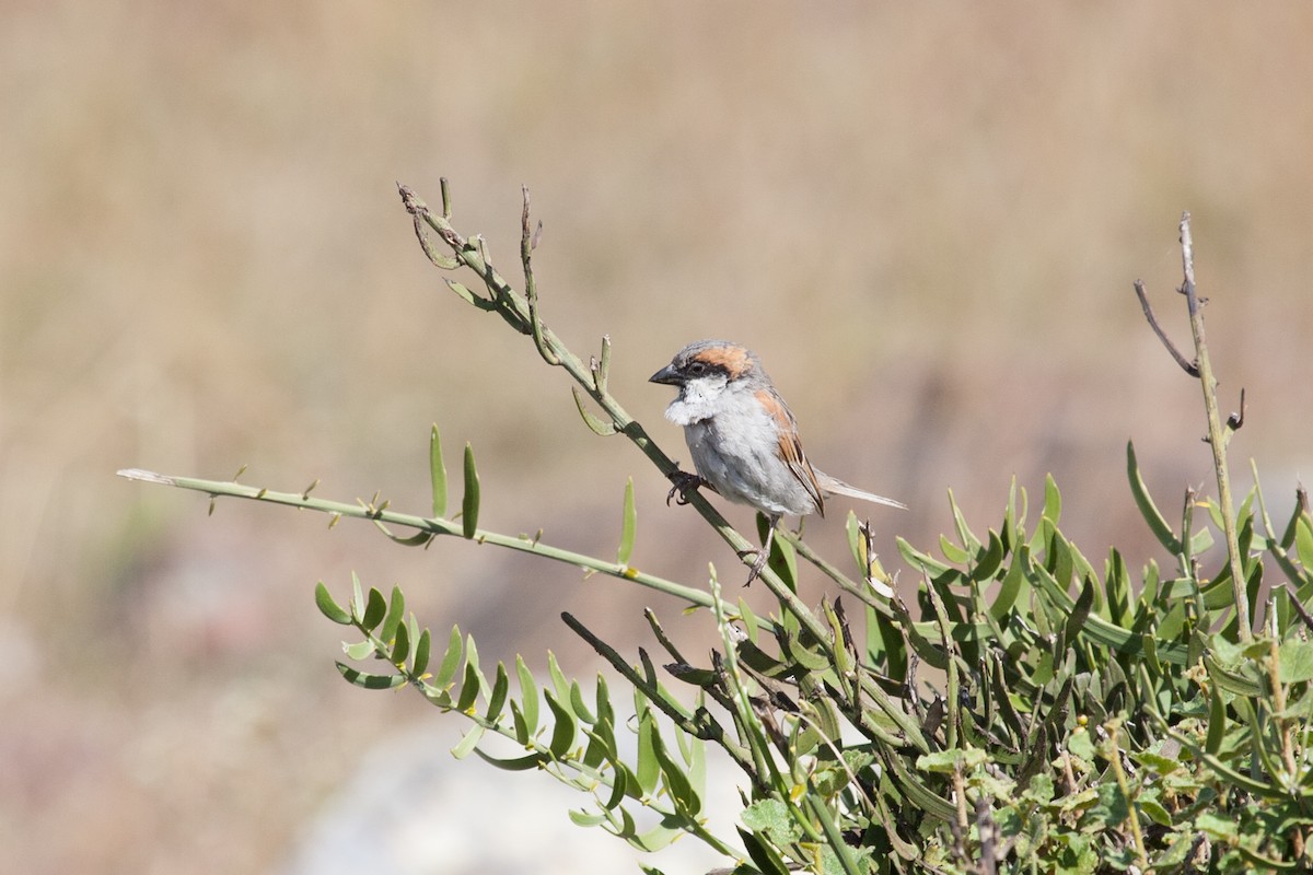 Socotra Sparrow - ML278280271