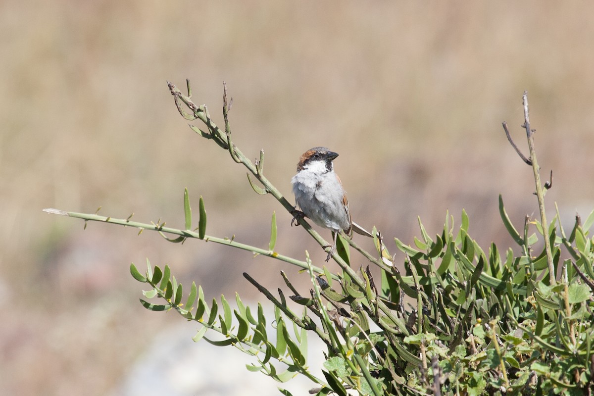 Socotra Sparrow - ML278280311