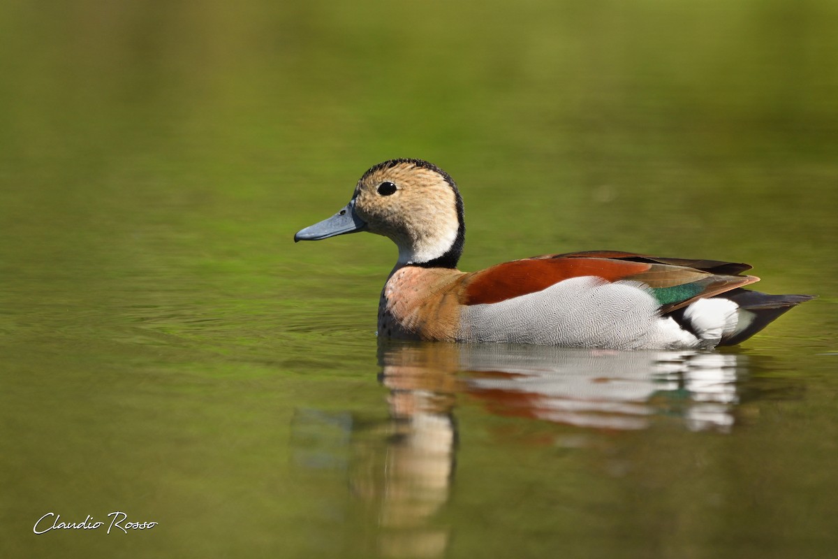 Ringed Teal - Claudio Rosso