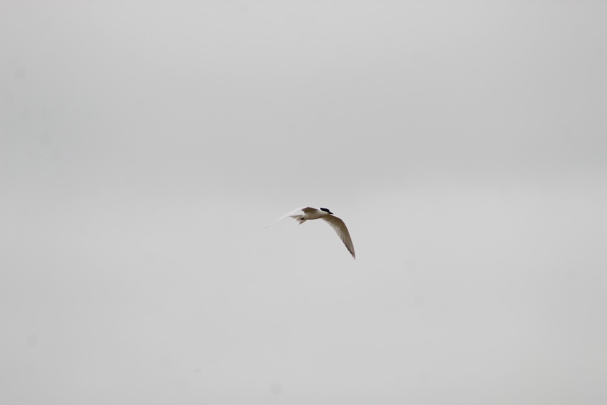 South American Tern - Marcos de Larminat