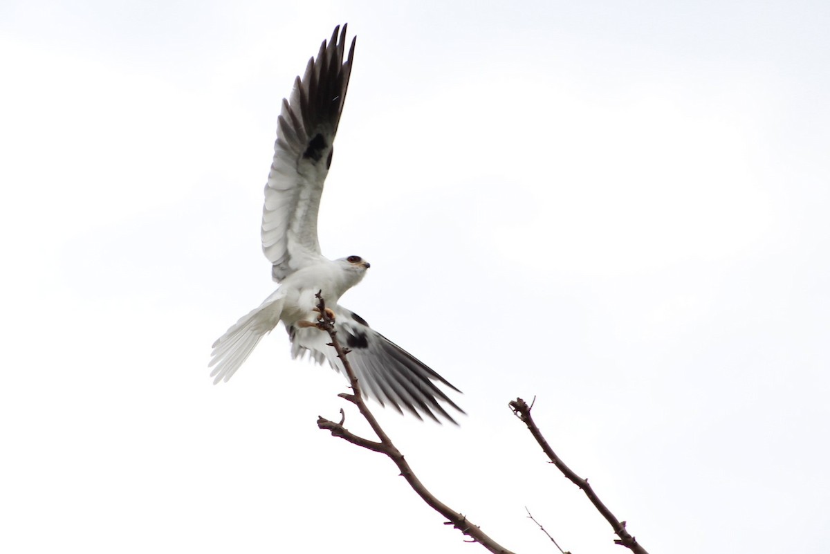 White-tailed Kite - Marcos de Larminat