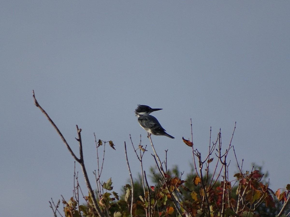 Belted Kingfisher - ML278293211