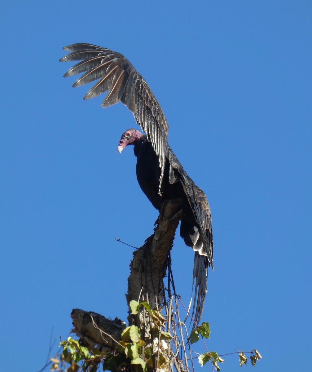 Turkey Vulture - ML278295371