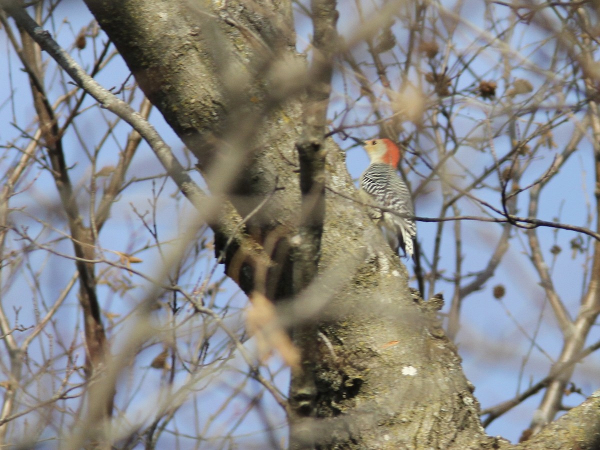 Red-bellied Woodpecker - ML278295961