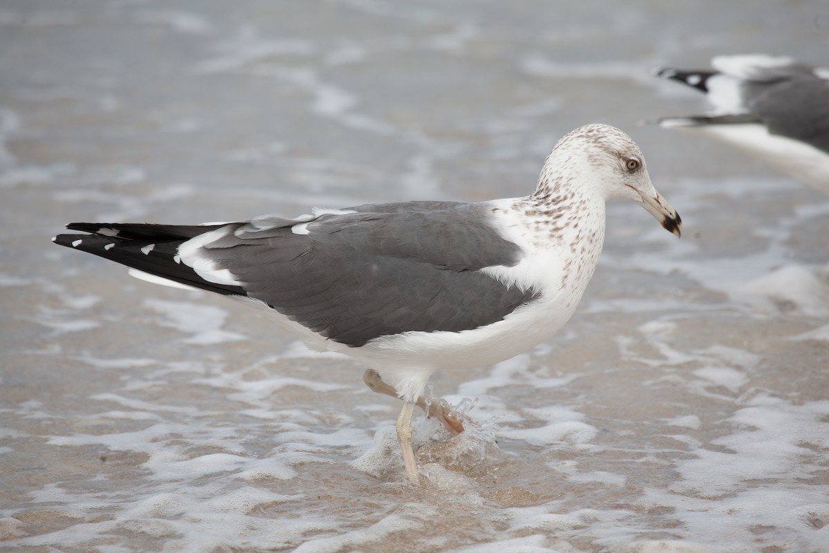 Lesser Black-backed Gull (Heuglin's) - Simon Colenutt