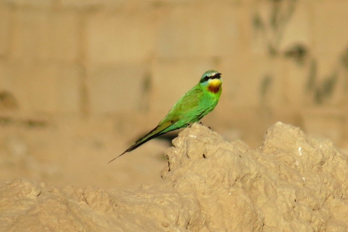 Blue-cheeked Bee-eater - ML278307911