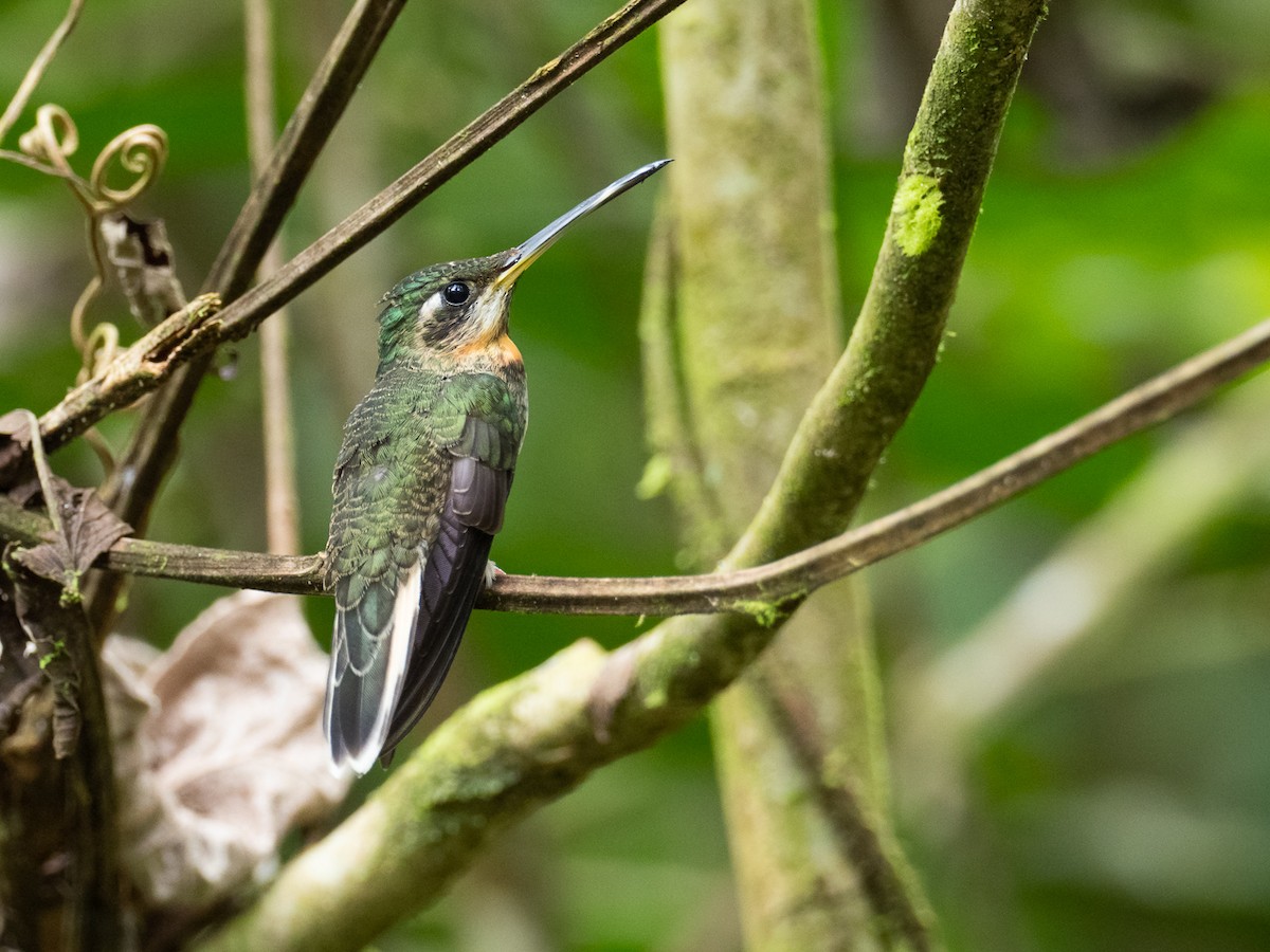 Pale-tailed Barbthroat - ML278311481