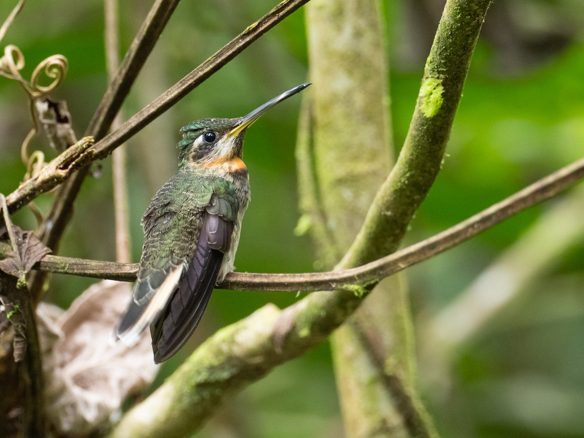 Pale-tailed Barbthroat - ML278311491