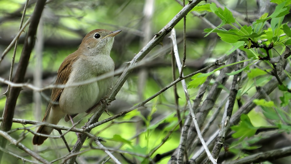 Common Nightingale - Ferit Başbuğ