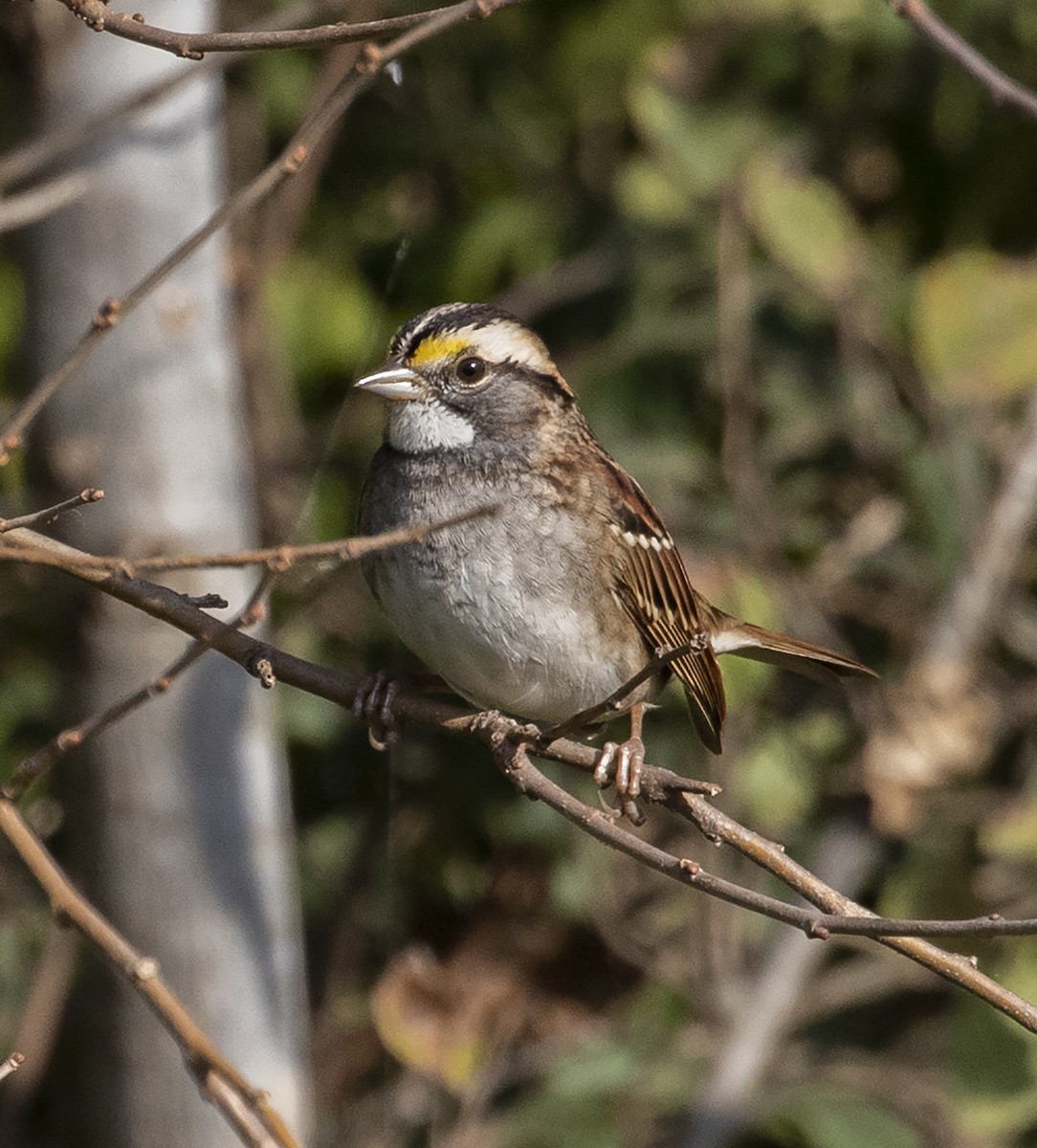 White-throated Sparrow - Jason Lott