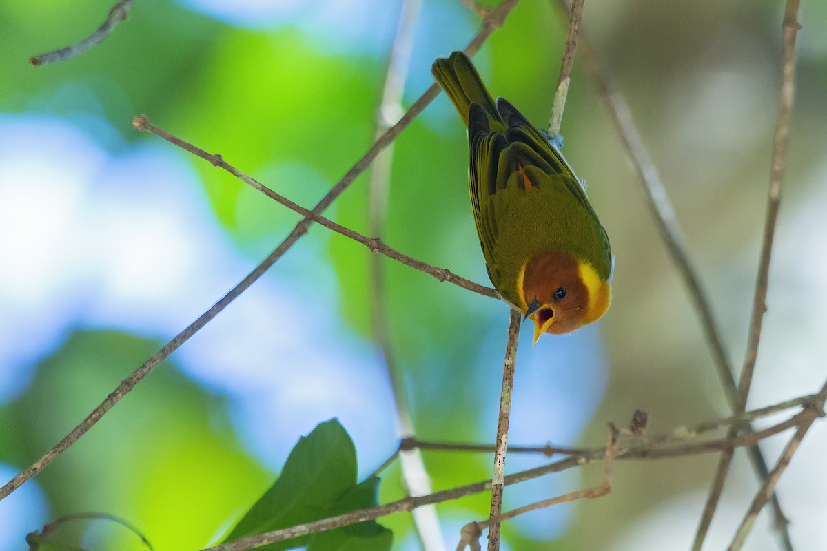 Rufous-headed Tanager - ML278321761