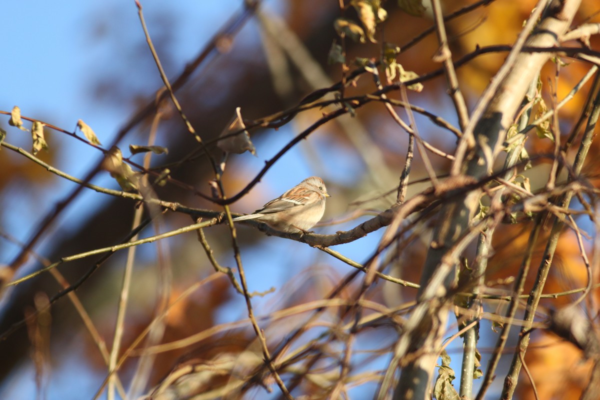 American Tree Sparrow - Josh Bock