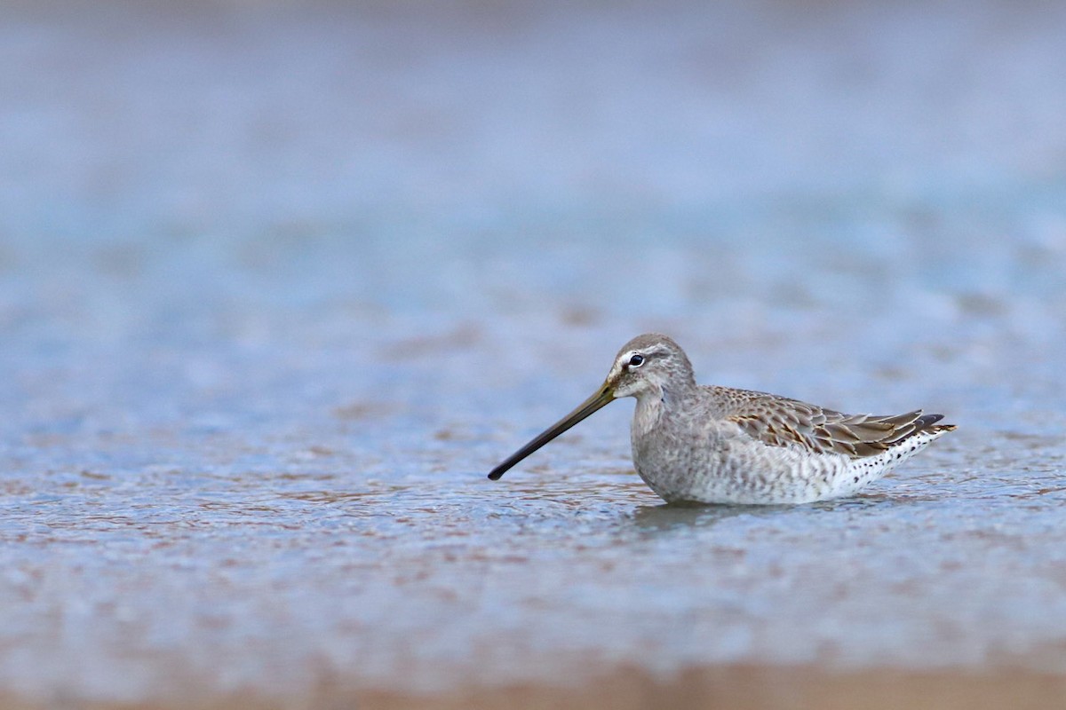 Long-billed Dowitcher - Eric Spink
