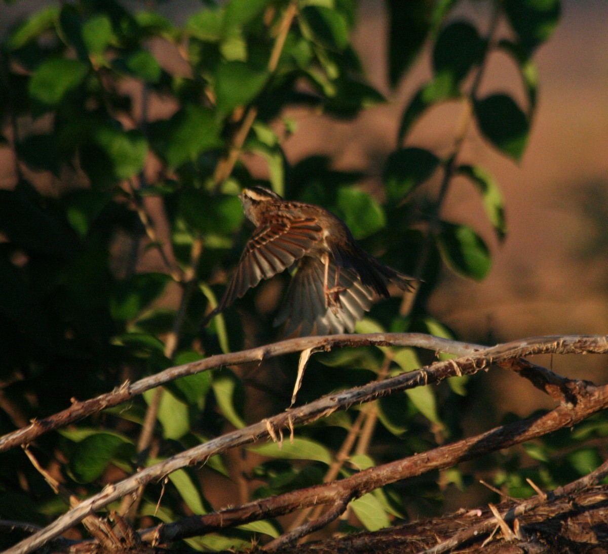White-throated Sparrow - ML278338071