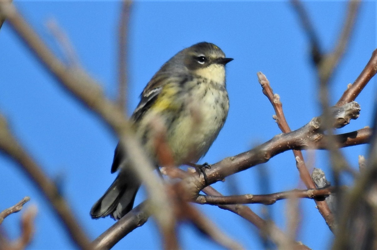 Yellow-rumped Warbler - Carol Baird Molander