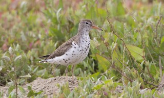  - Spotted Sandpiper