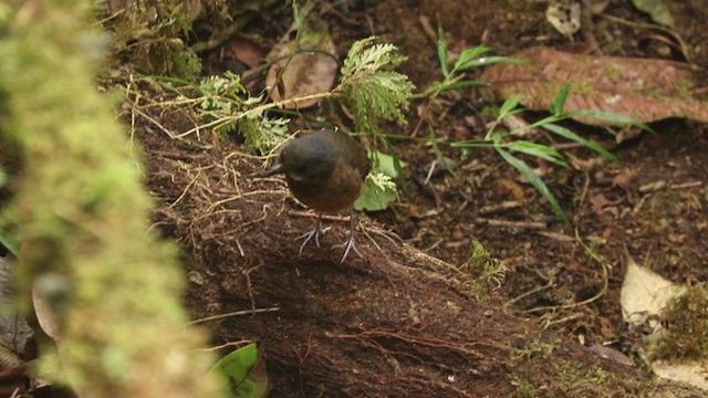 Moustached Antpitta - ML278353731
