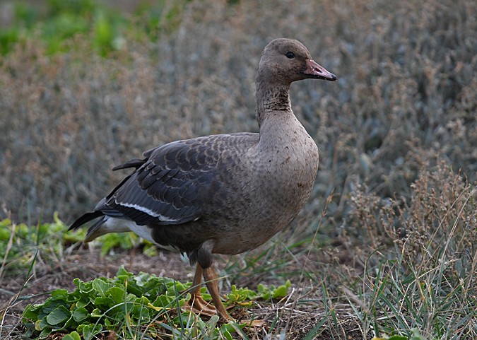 Greater White-fronted Goose - ML278360601