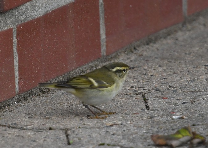 Yellow-browed Warbler - ML278361021