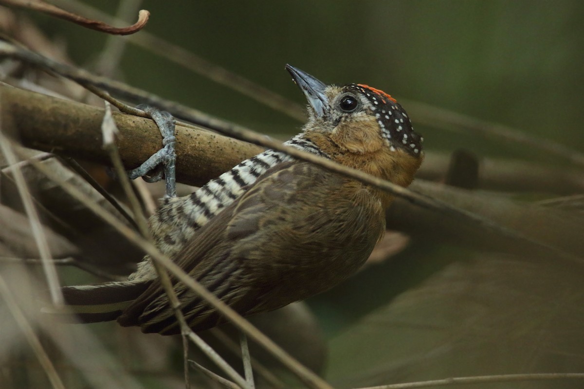Ochre-collared Piculet - ML278361461