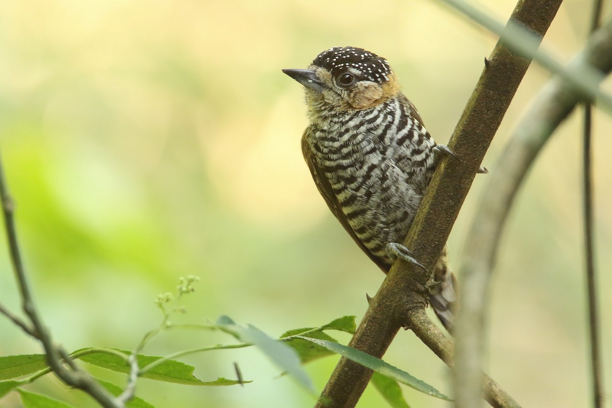 Ochre-collared Piculet - ML278361471