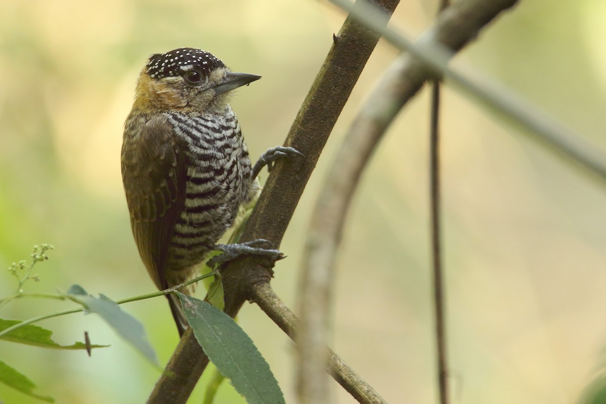 Ochre-collared Piculet - ML278361521